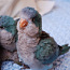 Птенцы попугая монаха (фото #1)