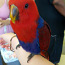 Птенцы Благородного попугая (фото #1)