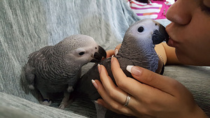 Птенцы Жако