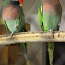Roosa rinnaga papagoi (foto #2)