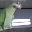 Розовогрудый попугай (фото #4)