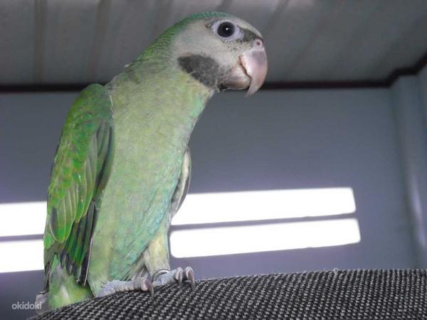 Roosa rinnaga papagoi (foto #4)