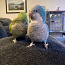 Птенцы попугая-монаха (фото #2)