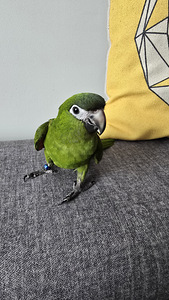 Птенец ара нобилис (10 фото из 10)