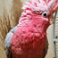 Розовый какаду (фото #2)