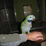 Китайский попугай (фото #2)