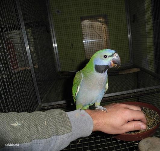 Hiina parrot tibud (foto #2)