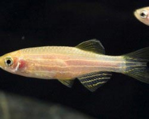 Sebrakala GLO (2 foto / 2)