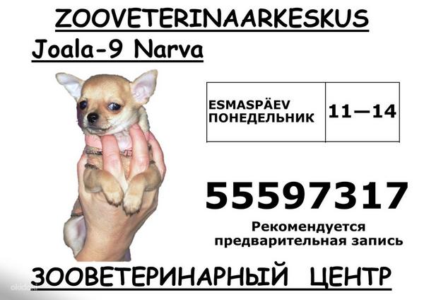 Loomade vaktsineerimine Joala 9, Narvas (foto #1)