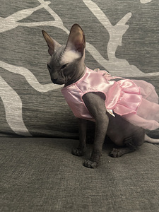 Don Sphynx (2 foto / 2)