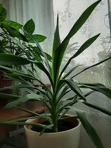 Yucca (3 foto / 3)