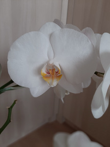 Phalaenopsis orhidee