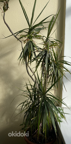 Yuka palm