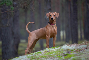 German Pinscher Puppy (1 foto / 3)