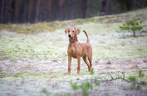 German Pinscher Puppy (2 foto / 3)
