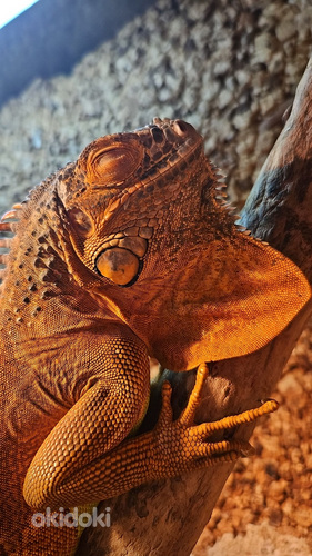Iguana (foto #1)