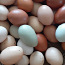 Яйца смешанных пород кур для инкубации (фото #1)
