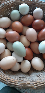Яйца смешанных пород кур для инкубации