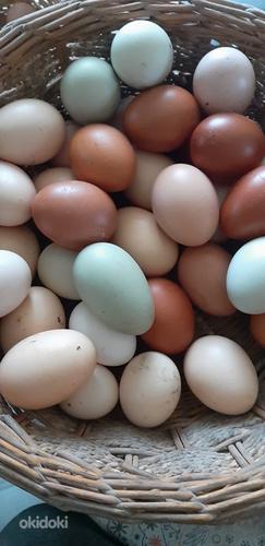 Segaverelised munad inkubeerimiseks (foto #1)