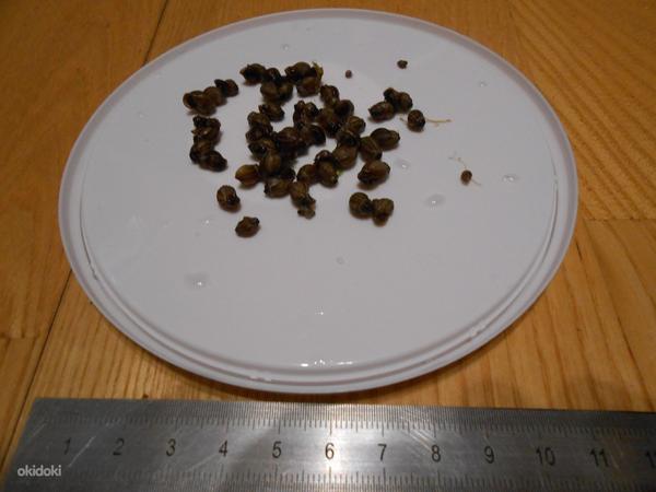 Улитки melania granifera (фото #2)