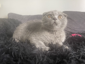 SCOTTISH FOLD КОТЯТА!! (5 фото из 10)