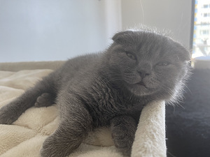 SCOTTISH FOLD КОТЯТА!! (6 фото из 10)