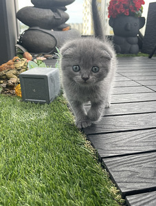 SCOTTISH FOLD КОТЯТА!! (10 фото из 10)