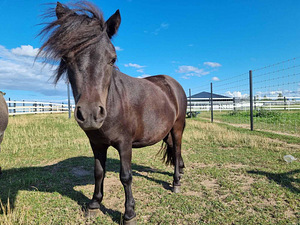 Shetlandi poni mära (1 foto / 2)