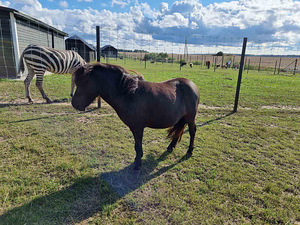 Shetlandi poni mära (2 foto / 2)