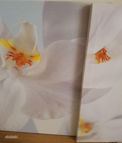 3× lõuendil orhidee kodukaunistus pilti! (foto #2)