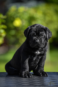 Cane Corso (1 photo of 3)