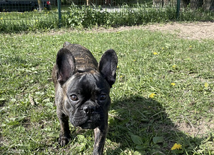 Французский бульдог (4 фото из 4)