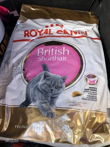 Royal Canin British Shorthair kitten (foto #1)
