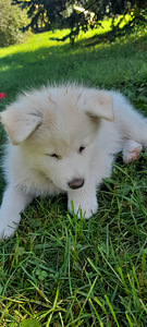 Kutsikas Akita (2 foto / 7)