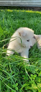Kutsikas Akita (3 foto / 7)