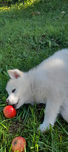 Kutsikas Akita (5 foto / 7)