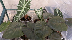 Alocasia Polly / Alocasia Yucatan princess (1 foto / 1)
