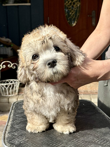 Dandie Dinmonti terjer, emane (1 foto / 1)