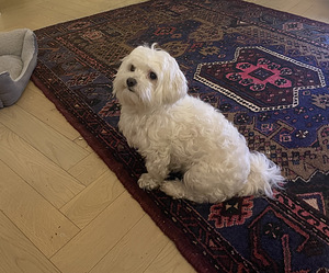 Malta bichon otsib peigmeest (2 foto / 2)