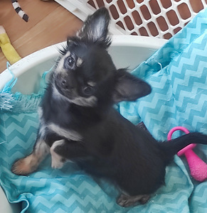 CHIHUAHUA (3 фото из 3)