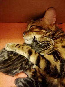Бенгальские котята (2 фото из 8)
