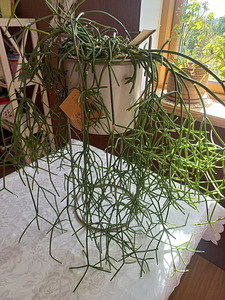 Toalill Helmekaktus Rhipsalis. (1 foto / 3)