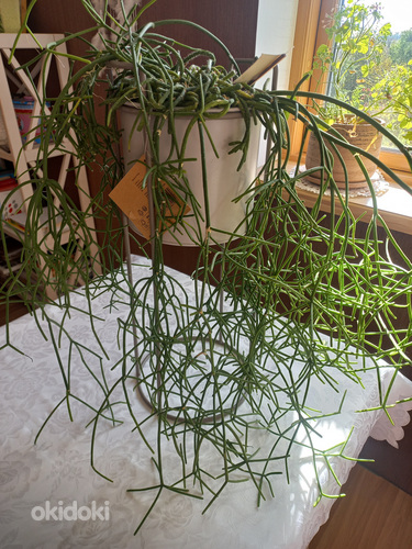 Комнатное растение Helmekaktus Rhipsalis.
