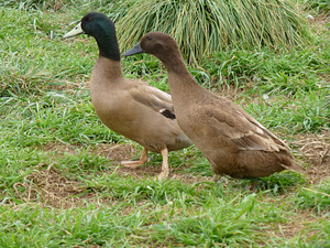 Khaki campelli haudemunad (1 foto / 1)