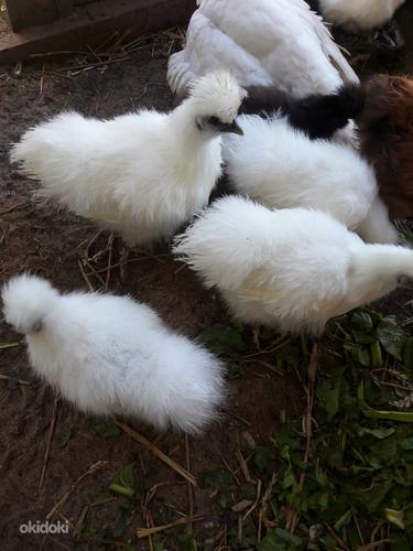 Инкубационные яйца шелковой курицы (фото #8)