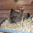 Светло-золотые инкубационные яйца Брахмы (фото #3)