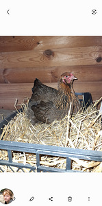 Light ja gold brahma haudemunad (3 foto / 7)