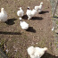 Шелковая курица, брама цыплята (фото #4)
