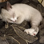 Котёнок метис сиама (фото #4)
