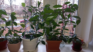 HOYA TOATAIMETAIM (4 foto / 8)